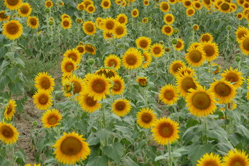 sunflower, flower, field, yellow, summer, nature, agriculture, sunflowers, flowers, green, plant, garden, sun, floral, blossom, beauty, beautiful, spring, bright, leaf, natural, flora, colorful, growt