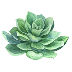 Watercolor different succulents  isolated on white background. Natural floral illustration for design, print, fabric or background 