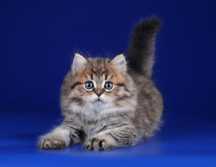 Cute fluffy playful kitten lying on a blue background