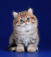 Naklejka na ściany i meble Cute fluffy scottish kitten sitting on a blue background