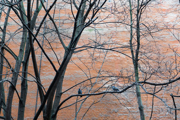 Texture wall with a nearby tree