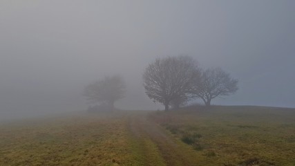 Path amongst trees on a misty morning in Eifel mountains Germany