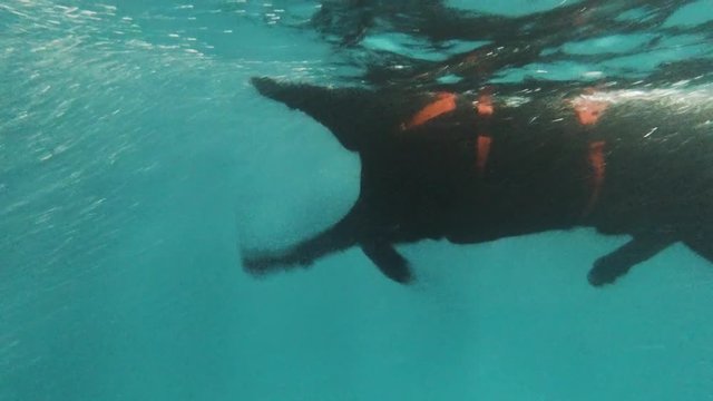 Underwater shot of a floating black dog Labrador Retriever. dog paws in pool water