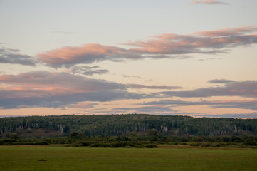 Sundown and sunrises. Silhouettes of trees on the background with bright purple sky and much clouds. Cultivated field