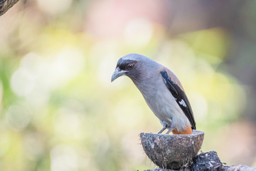 The grey treepie