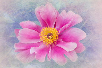 macro of one bright paeony blossom pink color with yellow middle, on green leaves