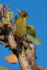 The yellow-naped woodpecker  