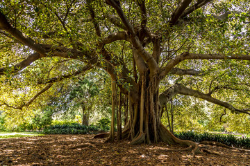 An old tree in the Royal Botanic Garden of Sydney, New South Wales in Australia park not far away of the opera house as life went back after the bush fires. 