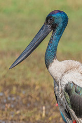 The Black-necked stork