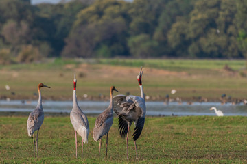 Sarus crane in a grass 