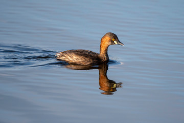 The little grebe