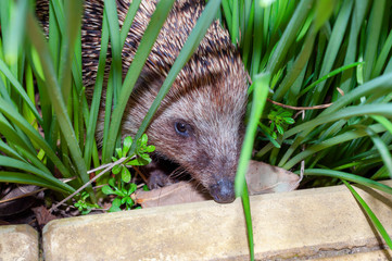 Hedgehog in the grass, closeup of a mammal. wild nature