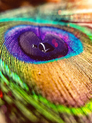 Fototapeta premium peacock feather close up