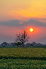 Evening sunset Uttar Pradesh India 