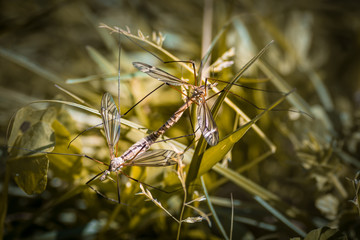 Duo de tipules - Tarn - Occitanie