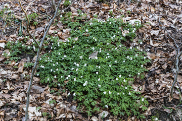 Spring in the wildlife sanctuary Hahnheide - wood anemone