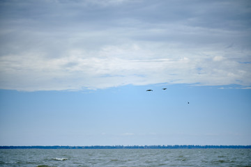 Several birds flying over the sea.