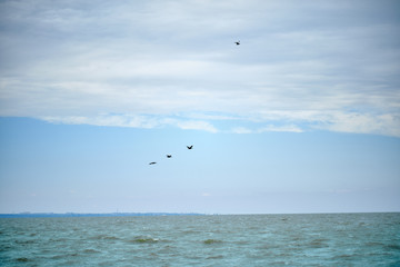 Several birds flying over the sea.