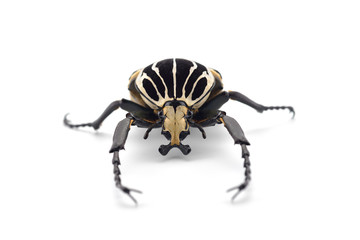 The African Goliath Beetles isolated on white background