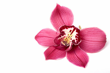 Pink orchid flower close-up on a white background. Free space for text.