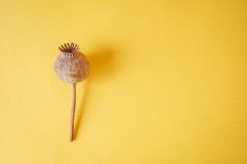 Dry opium poppy on a yellow background. Concept benefit and harm of poppy. Top view. Copy, empty space for text