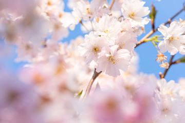 Close-up of a pink blossom in spring blue sky