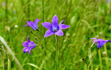 Purple bell on a background of green grass