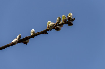 Bazie  © wedrownik52