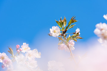 Close-up of a pink blossom in spring blue sky