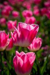 Vibrant pink tulips in the spring sunshine