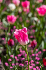 Vibrant pink tulips in the spring sunshine