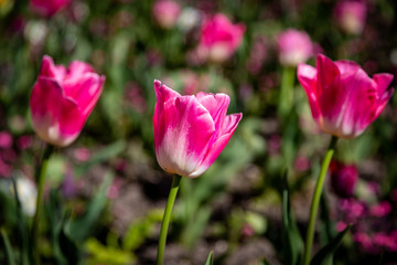 Vibrant pink tulips in the spring sunshine
