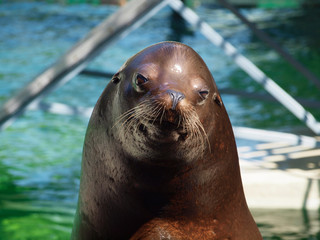Obraz premium Cute seal in the water 