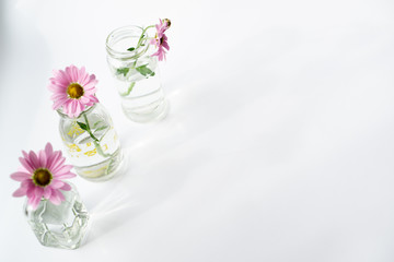 Obraz premium Floral still life with glass vases on a sunny white background.