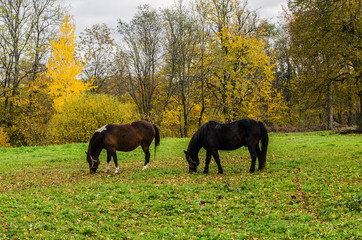 pasące się konie © wedrownik52