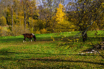 pasące się konie  © wedrownik52