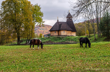 konie pasące się 