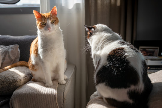  gato blanco y marron de ojos amarillos sentado en el apoyabrazos del sofa, es iluminado por la luz del sol. En frente hay un gato gordo blanco y negro