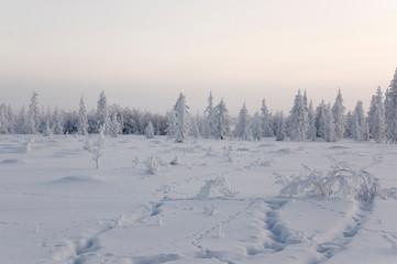 Winter day. Naked trees and pines covered with white snow on there branches. Walking on nature. Travel on north. Frosty landscape