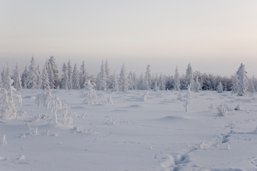 Winter day. Naked trees and pines covered with white snow on there branches. Walking on nature. Travel on north. Frosty landscape
