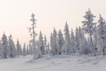 Winter day. Naked trees and pines covered with white snow on there branches. Walking on nature. Travel on north. Frosty landscape