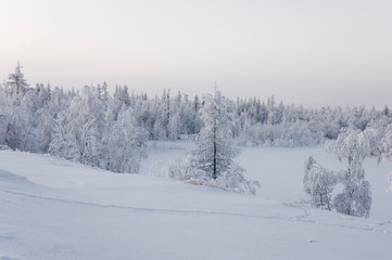 Winter day. Naked trees and pines covered with white snow on there branches. Walking on nature. Travel on north. Frosty landscape