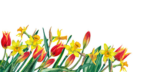 Bottom border of realistic spring flowers. Yellow narcissuses and red tulips on stems with leaves. Festive banner for memorial day. Watercolor hand painted isolated elements on white background.