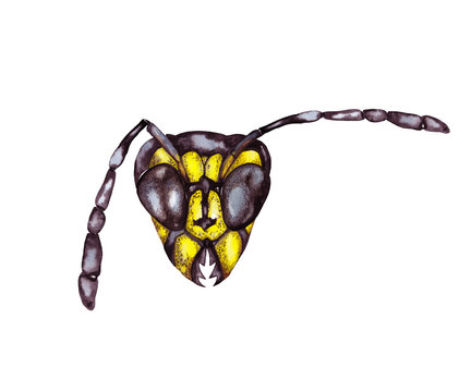 Illustration of colorful big realistic yellow wasp's head in front view. Watercolor hand painted isolated elements on white background.