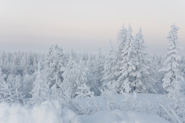 Winter day. Naked trees and pines covered with white snow on there branches. Walking on nature. Travel on north. Frosty landscape