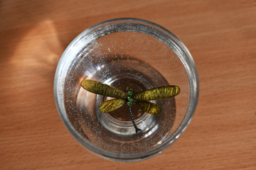 glass multi-colored butterfly in a cup with water