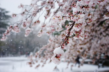 さくら　桜　雪　桜と雪　降る　春　花　HDR