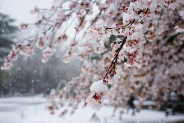 Fleecedeken met foto Kersenbloesem さくら　桜　雪　桜と雪　降る　春　花　HDR  © Nobuaki Aoki