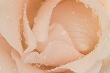 Obraz premium close up of the petals
