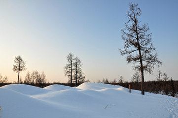 Winter day. Naked trees and pines covered with white snow on there branches. Walking on nature. Travel on north. Frosty landscape